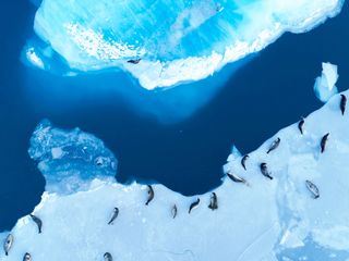 Epidemien in freier Wildbahn Epidemien in freier Wildbahn
