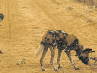Das Waisenhaus fuer wilde Tiere