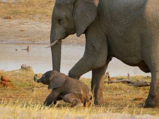 Afrikas wilde Tierwelt