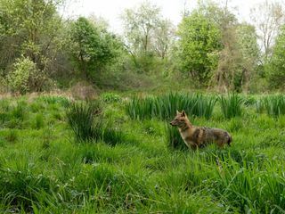 Europas Amazonien Europas Amazonien