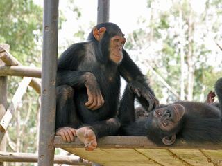 Schimpansen im Kongo mit Jane Goodall
