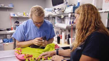 Tierarzt Dr. Jeff - Der Rocky Mountain Doc