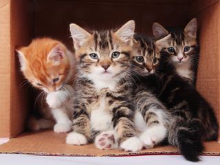 Der unglaubliche Dr. Pol