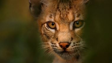 Europas fem vaerldar