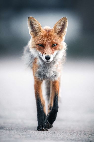 Den dunkla naturen