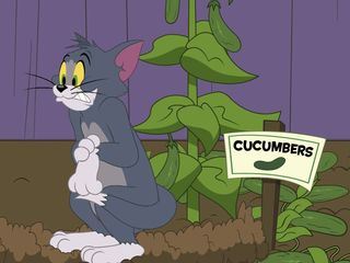 Die Tom und Jerry Show