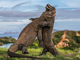 Die Wasserwelt von Komodo