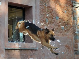 Kommissar Rex