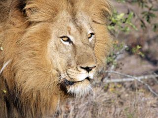 Juwel der Elefantenkueste - Afrikas Wunderland Isimangaliso