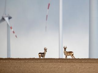 Expeditionen ins Tierreich