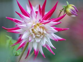 Schnittgut. Alles aus dem Garten