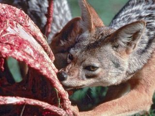 Die heiligen Tiere der Pharaonen