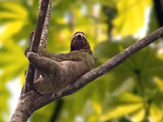 Gruenes Wunder Costa Rica