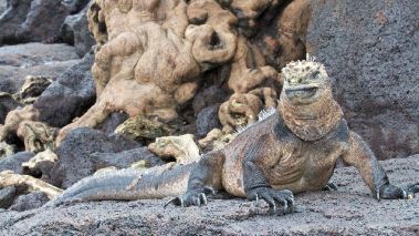 Jorden runt med Attenborough