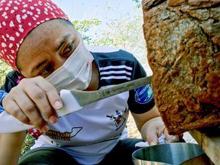 Die Honigfrauen von Yucatan - Las damas de la miel Die Honigfrauen von Yucatan - Las damas de la miel