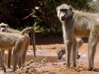 Kenia - Eine Oase im Sand: Leben im Überfluss