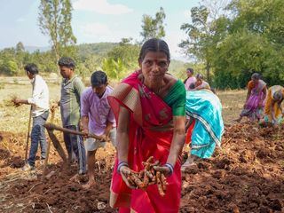 Indiens Kurkuma, heilsam und heilig