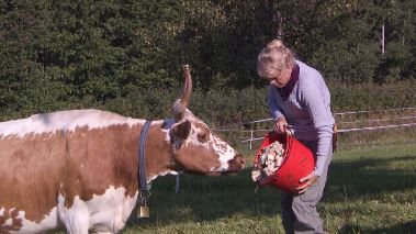 Telemarkskon, den fagraste rosen