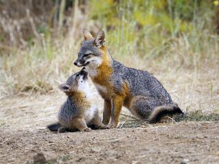 Wie der Graufuchs seine Insel rettete