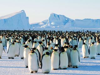 Im Reich der Kaelte - Tierische Überlebenskuenstler