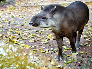 Die Yukon-Tieraerztin