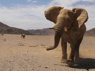 Das Geheimnis der Wuestenelefanten