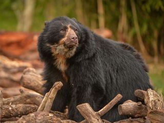 Zoo und so - Tierisch wild!