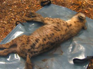 Das Waisenhaus fuer wilde Tiere - Abenteuer Afrika