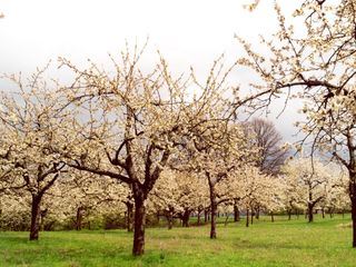 Streuobstwiese: Alte Sorten - Neue Wege