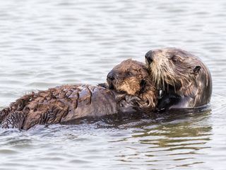 Seeotter - Kaliforniens kleine Helden