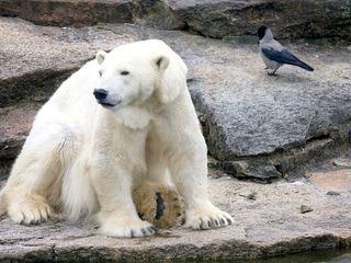 Die 30 schoensten Berliner Zoogeschichten
