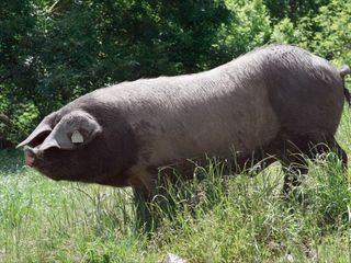 Kintoa, ein Schwein wie kein anderes