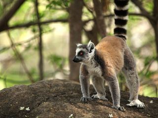 Unbekanntes Madagaskar