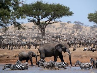 Serengeti