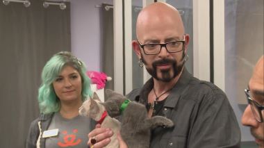 Der Katzenfluesterer Der Katzenfluesterer