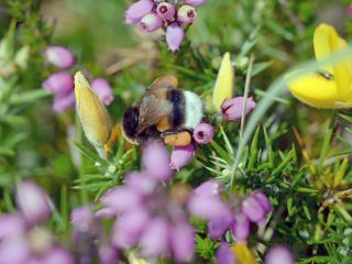 Die Natur und ihr Netzwerk der Wohltaeter