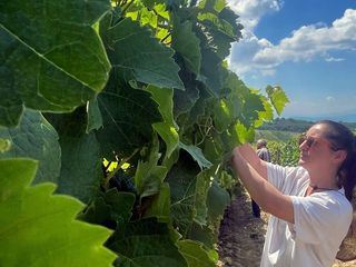 Kosovo: alte Kraeuter, neuer Geist