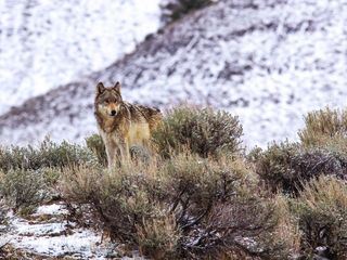 Die Rueckkehr der Woelfe