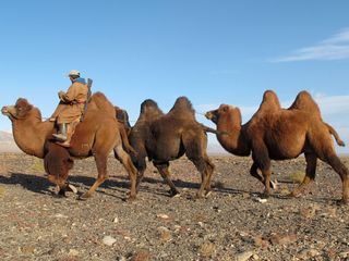Wuestenschiffe: Von Kamelen und Menschen