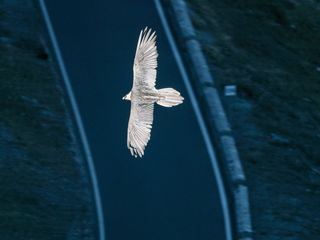 Wildnis 2.0 - Die Tierwelt auf Umwegen