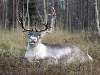 Tierisch high