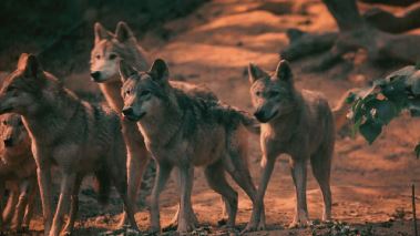 Home Rescue - Wohnen in der Wildnis