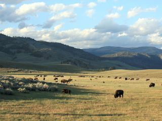 Yellowstone