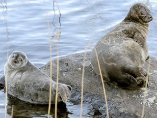 La vita segreta dei laghi