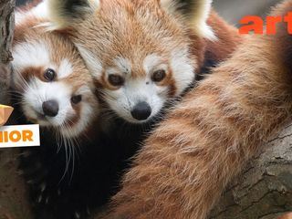 ARTE Junior Das Magazin