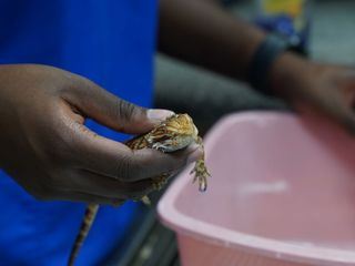 Critter Fixer: Zwei Tieraerzte fuer alle Felle