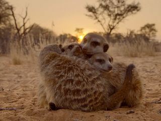 Gestatten - Familie Erdmaennchen