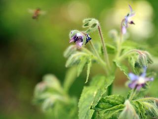 Schnittgut. Alles aus dem Garten