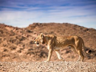 Die Wuestenloewen der Namib - Auf den Spuren der Koenige