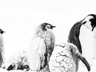 Rueckkehr zum Land der Pinguine